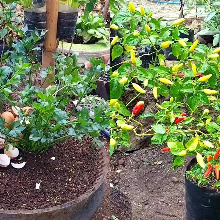 Daripada dibuang langsung ke tanaman, olah cangkang telur pakai cara ini biar nutrisinya terserap