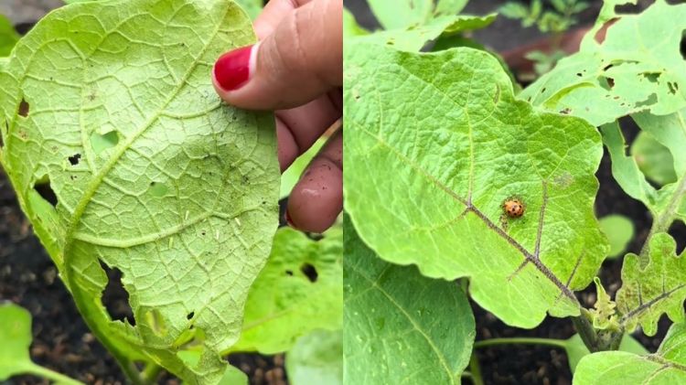 Daun tanaman terong bolong karena ulat? Atasi pakai 1 jenis rempah ini biar hama tak balik lagi
