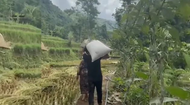 Tetap sederhana, intip 9 potret keseharian Endang Mulyana ayah Lesty Kejora bertani di sawah