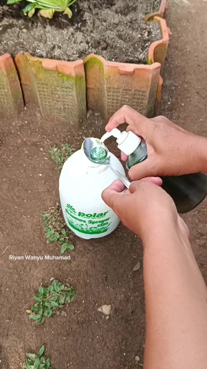 Petani rumahan ini bagikan trik cegah buah cabai busuk saat musim hujan, modalnya cuma 2 bahan dapur