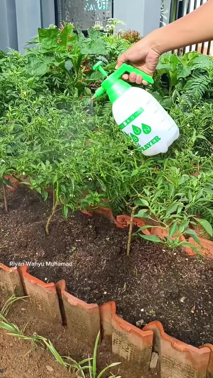 Petani rumahan ini bagikan trik cegah buah cabai busuk saat musim hujan, modalnya cuma 2 bahan dapur