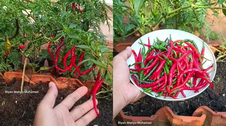 Petani rumahan ini bagikan trik cegah buah cabai busuk saat musim hujan, modalnya cuma 2 bahan dapur
