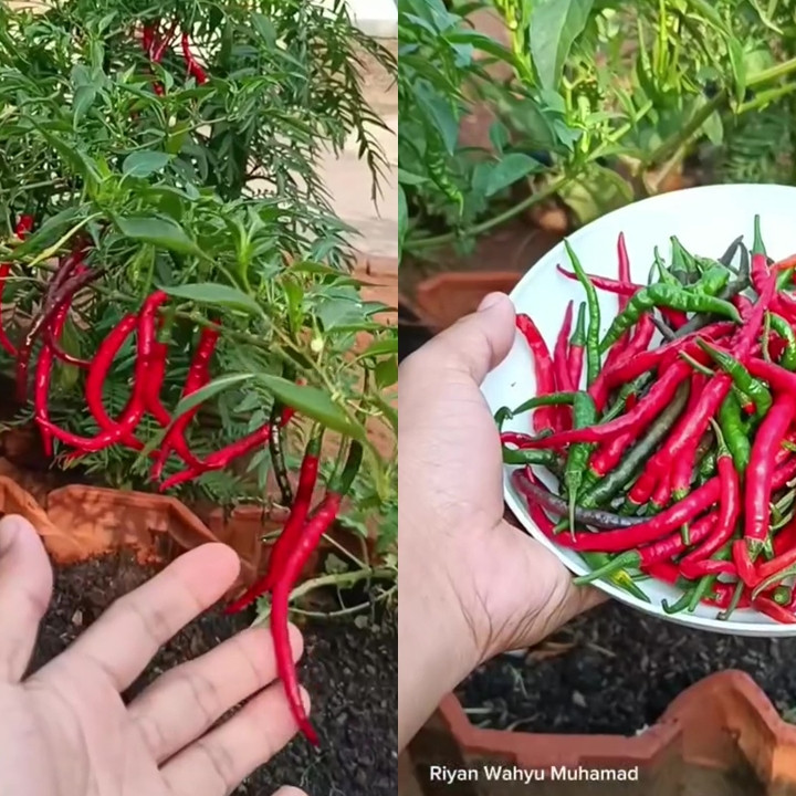 Petani rumahan ini bagikan trik cegah buah cabai busuk saat musim hujan, modalnya cuma 2 bahan dapur 