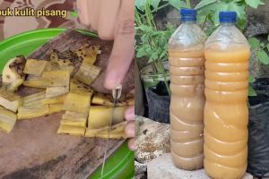 Bukan asal ditabur atau direndam, ini cara bikin pupuk organik cair dari kulit pisang biar nutrisinya