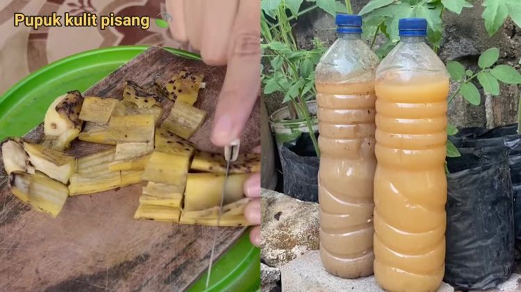 Bukan asal ditabur atau direndam, ini cara bikin pupuk organik cair dari kulit pisang biar nutrisinya 