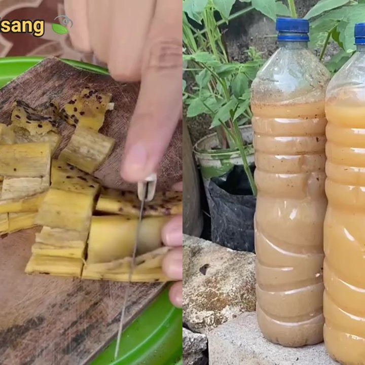 Bukan asal ditabur atau direndam, ini cara bikin pupuk organik cair dari kulit pisang biar nutrisinya 
