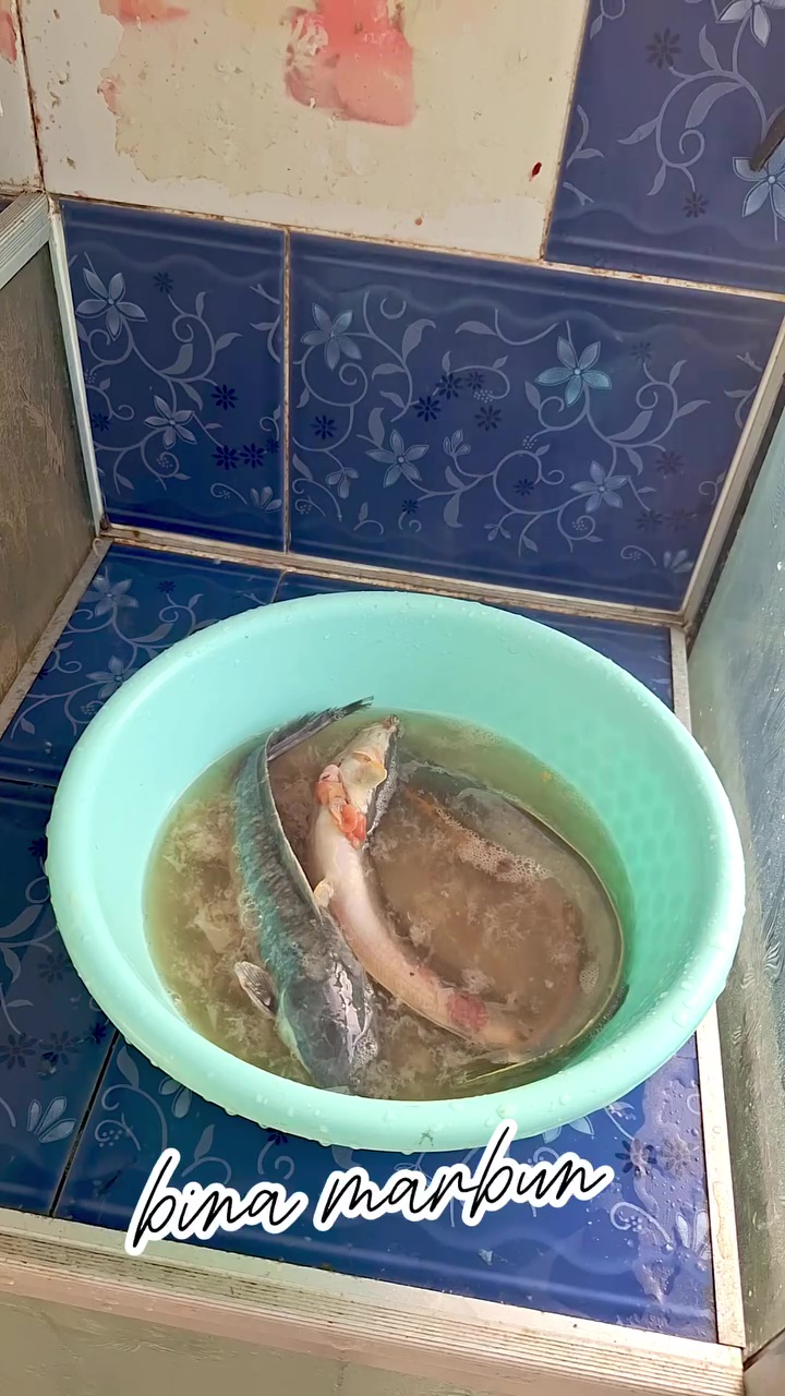 Lendir ikan lele sering bikin risih? Coba bersihkan dengan cara ini biar luntur tanpa digosok