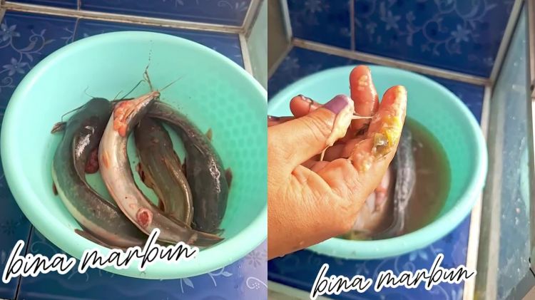Lendir ikan lele sering bikin risih? Coba bersihkan dengan cara ini biar luntur tanpa digosok