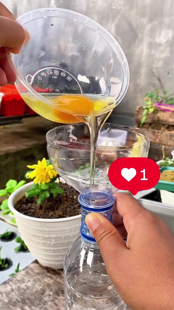 Ingin tanaman cepat berbuah? Coba pakai pupuk dari telur dan 2 bumbu dapur ini