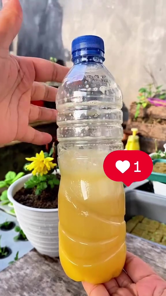 Ingin tanaman cepat berbuah? Coba pakai pupuk dari telur dan 2 bumbu dapur ini