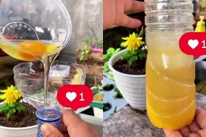 Ingin tanaman cepat berbuah? Coba pakai pupuk dari telur dan 2 bumbu dapur ini