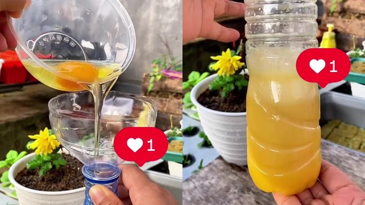 Ingin tanaman cepat berbuah? Coba pakai pupuk dari telur dan 2 bumbu dapur ini