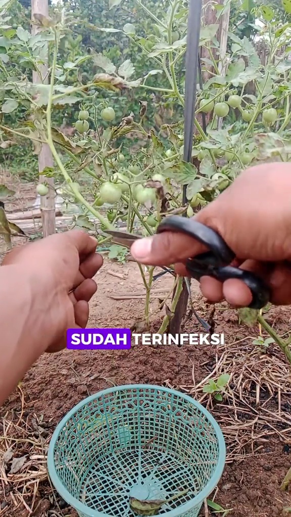 Daun tanaman tomat kering padahal buahnya lebat? Jangan dibiarkan! Siram pakai rendaman ampas dapur