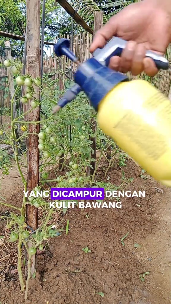 Daun tanaman tomat kering padahal buahnya lebat? Jangan dibiarkan! Siram pakai rendaman ampas dapur