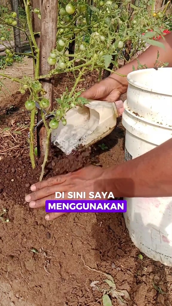 Daun tanaman tomat kering padahal buahnya lebat? Jangan dibiarkan! Siram pakai rendaman ampas dapur