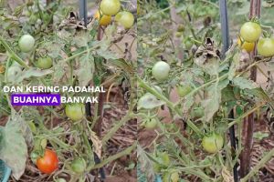 Daun tanaman tomat kering padahal buahnya lebat? Jangan dibiarkan! Siram pakai rendaman ampas dapur