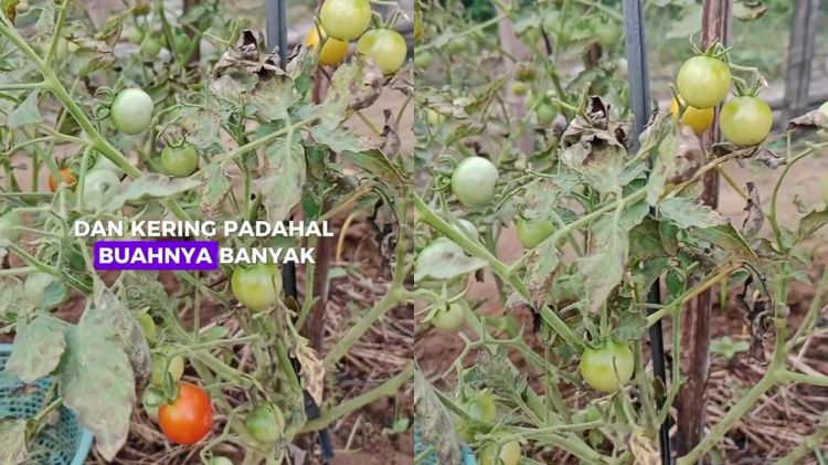 Daun tanaman tomat kering padahal buahnya lebat? Jangan dibiarkan! Siram pakai rendaman ampas dapur