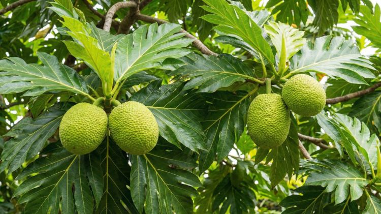 Trik ampuh menghilangkan getah sukun agar hasil olahannya nggak pahit dan gatal di lidah