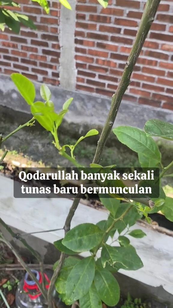 Punya tanaman jeruk purut yang gundul dan gersang? Siram cairan limbah dapur ini biar berdaun lebat
