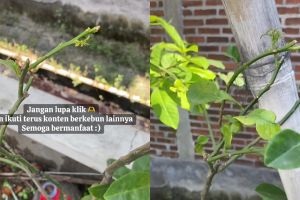 Punya tanaman jeruk purut yang gundul dan gersang? Siram cairan limbah dapur ini biar berdaun lebat