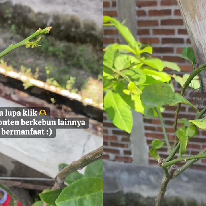Punya tanaman jeruk purut yang gundul dan gersang? Siram cairan limbah dapur ini biar berdaun lebat