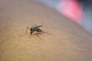 Musim hujan mulai banyak nyamuk di rumah? Coba solusi jitu ini untuk mengatasinya pakai 2 bahan dapur