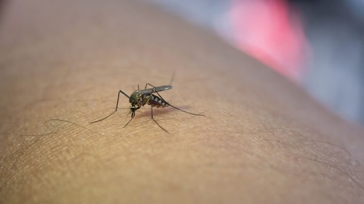 Musim hujan mulai banyak nyamuk di rumah? Coba solusi jitu ini untuk mengatasinya pakai 2 bahan dapur