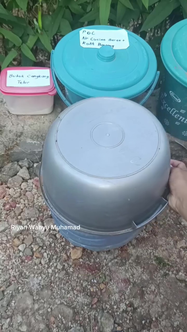 Tanaman cabai sulit berbuah? Atasi dengan 2 bahan dapur ini biar subur dan lebat