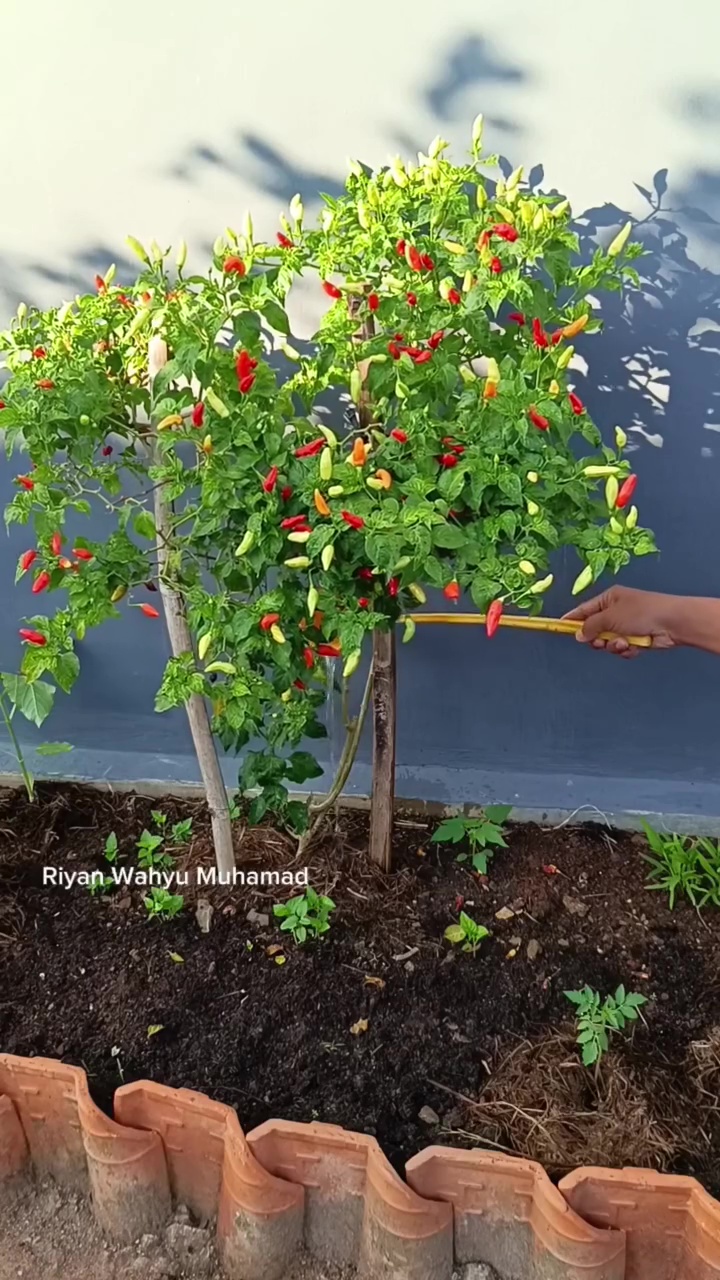 Tanaman cabai sulit berbuah? Atasi dengan 2 bahan dapur ini biar subur dan lebat