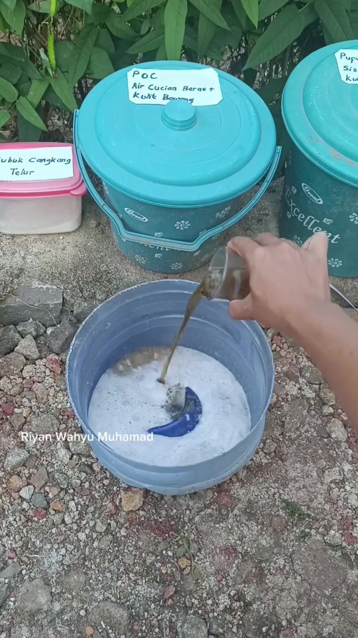 Tanaman cabai sulit berbuah? Atasi dengan 2 bahan dapur ini biar subur dan lebat