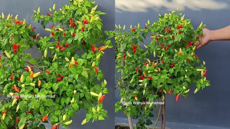 Tanaman cabai sulit berbuah? Atasi dengan 2 bahan dapur ini biar subur dan lebat