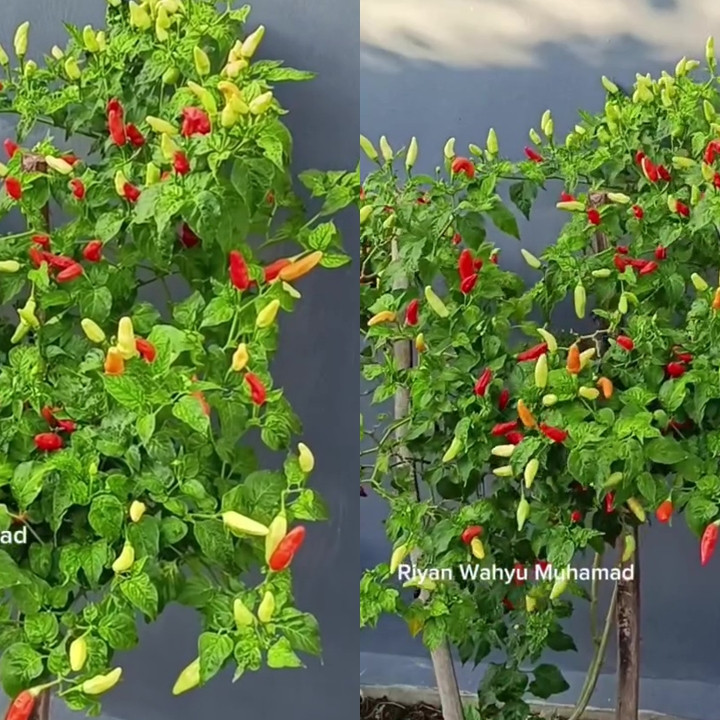 Tanaman cabai sulit berbuah? Atasi dengan 2 bahan dapur ini biar subur dan lebat