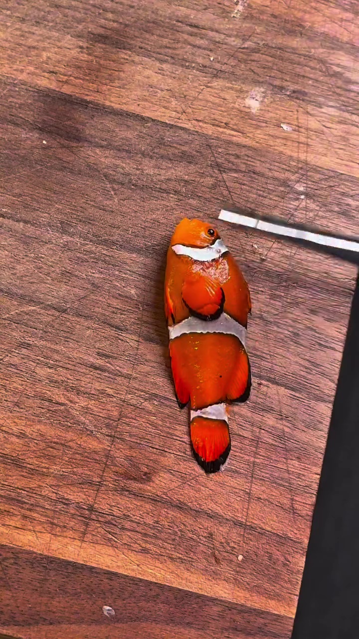  Aksi nekat chef masak ikan nemo jadi menu premium ini bikin heboh, warganet: memang aman dikonsumsi?