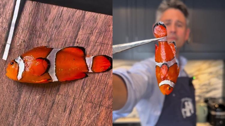  Aksi nekat chef masak ikan nemo jadi menu premium ini bikin heboh, warganet: memang aman dikonsumsi?