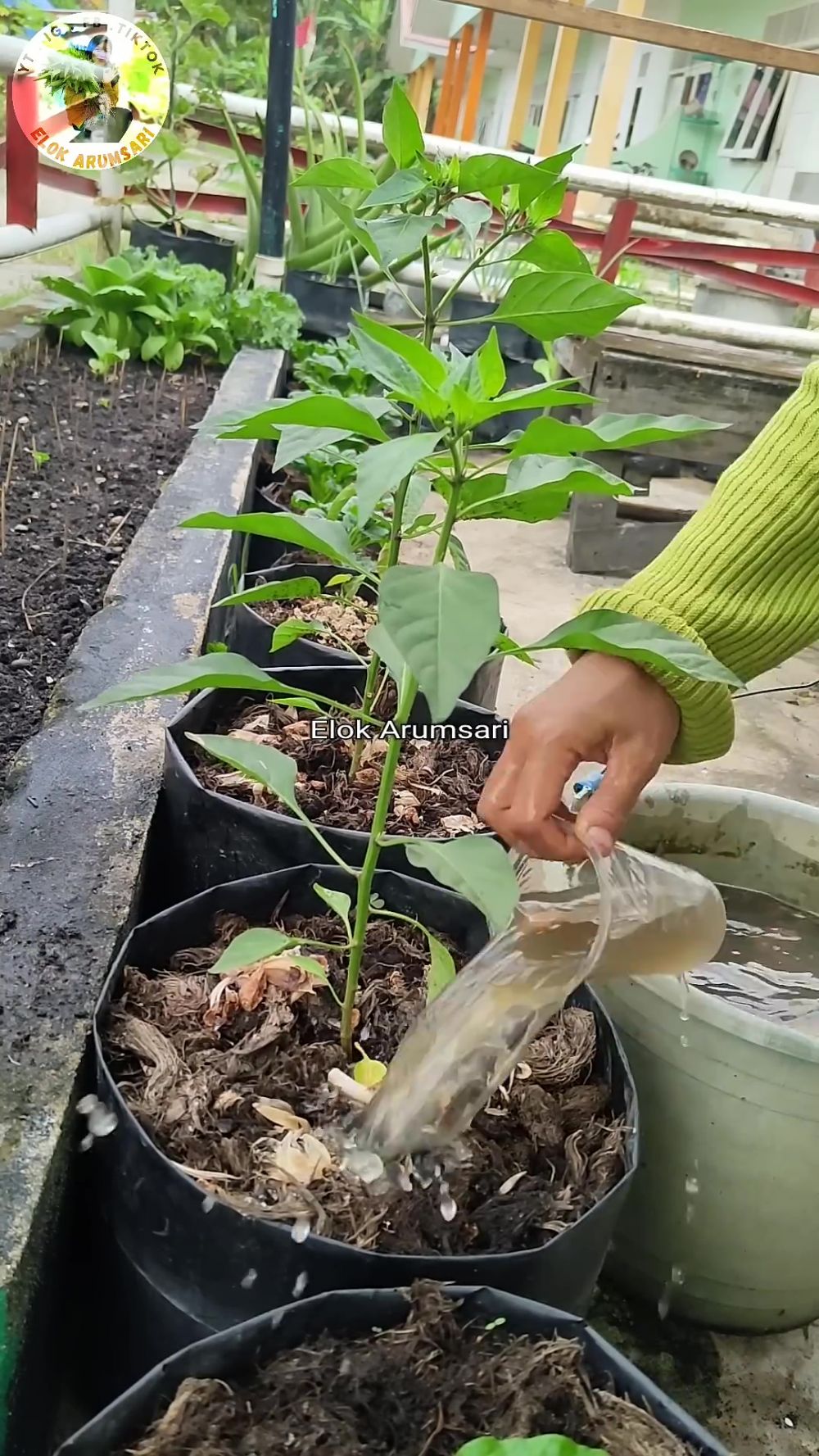 Semut di dalam media tanam bisa ganggu pertumbuhan tanaman, pakai 1 bahan dapur ini untuk mengusirnya 
