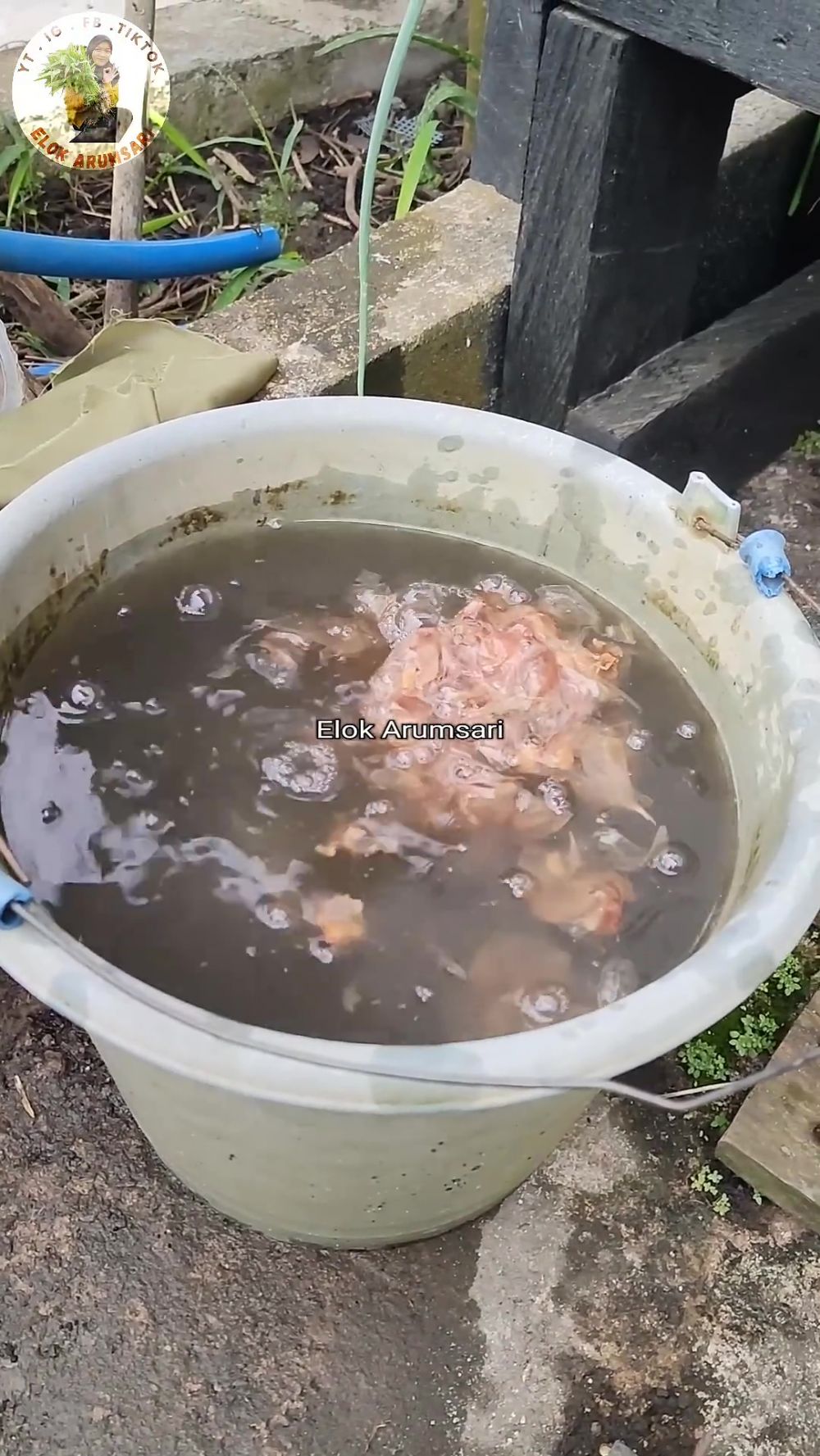 Semut di dalam media tanam bisa ganggu pertumbuhan tanaman, pakai 1 bahan dapur ini untuk mengusirnya 