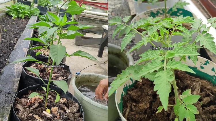 Semut di dalam media tanam bisa ganggu pertumbuhan tanaman, pakai 1 bahan dapur ini untuk mengusirnya 