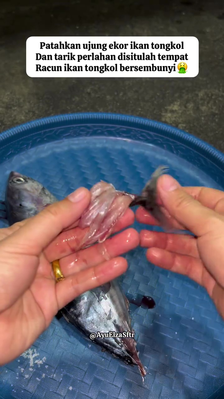Ternyata membuang racun pada ikan tongkol cuma butuh 10 detik, dijamin nggak bikin gatal dan alergi