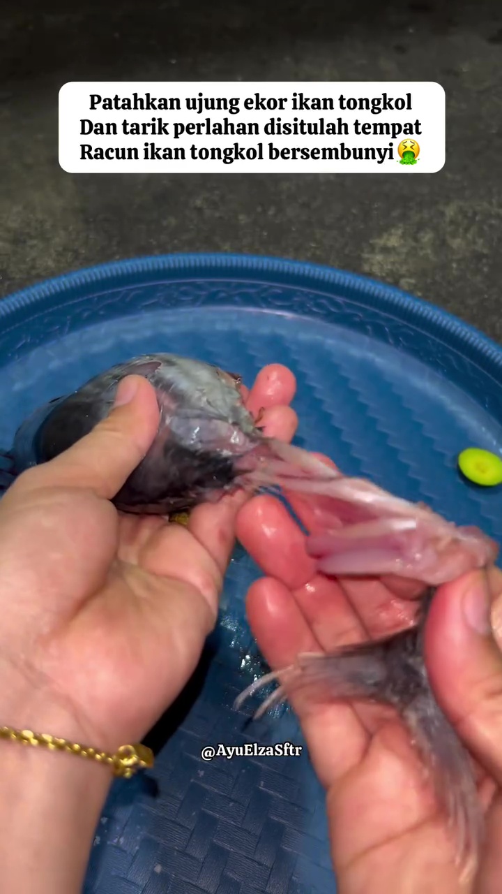 Ternyata membuang racun pada ikan tongkol cuma butuh 10 detik, dijamin nggak bikin gatal dan alergi