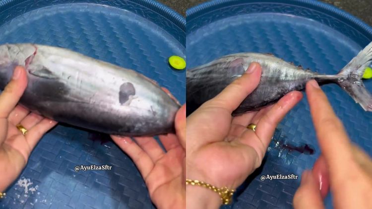 Ternyata membuang racun pada ikan tongkol cuma butuh 10 detik, dijamin nggak bikin gatal dan alergi
