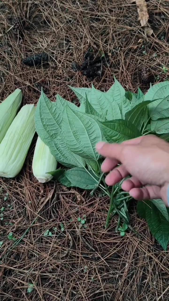 Pria ini bagikan trik mengukus makanan tanpa air, bisa matang sempurna dengan 1 bahan sederhana