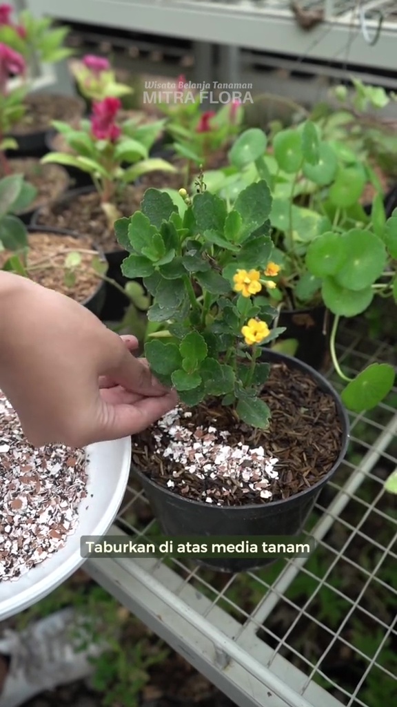 Cara olah cangkang telur dan ampas teh jadi pupuk NPK, praktis cuma butuh 3 langkah