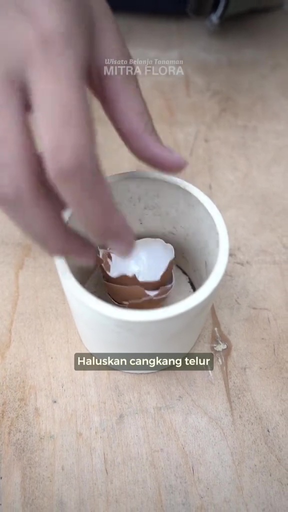 Cara olah cangkang telur dan ampas teh jadi pupuk NPK, praktis cuma butuh 3 langkah