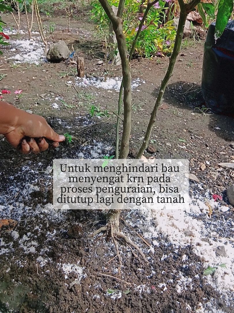 Trik supaya tanaman cabai cepat berbunga dan buahnya lebat, coba taburkan 2 ampas dapur ini