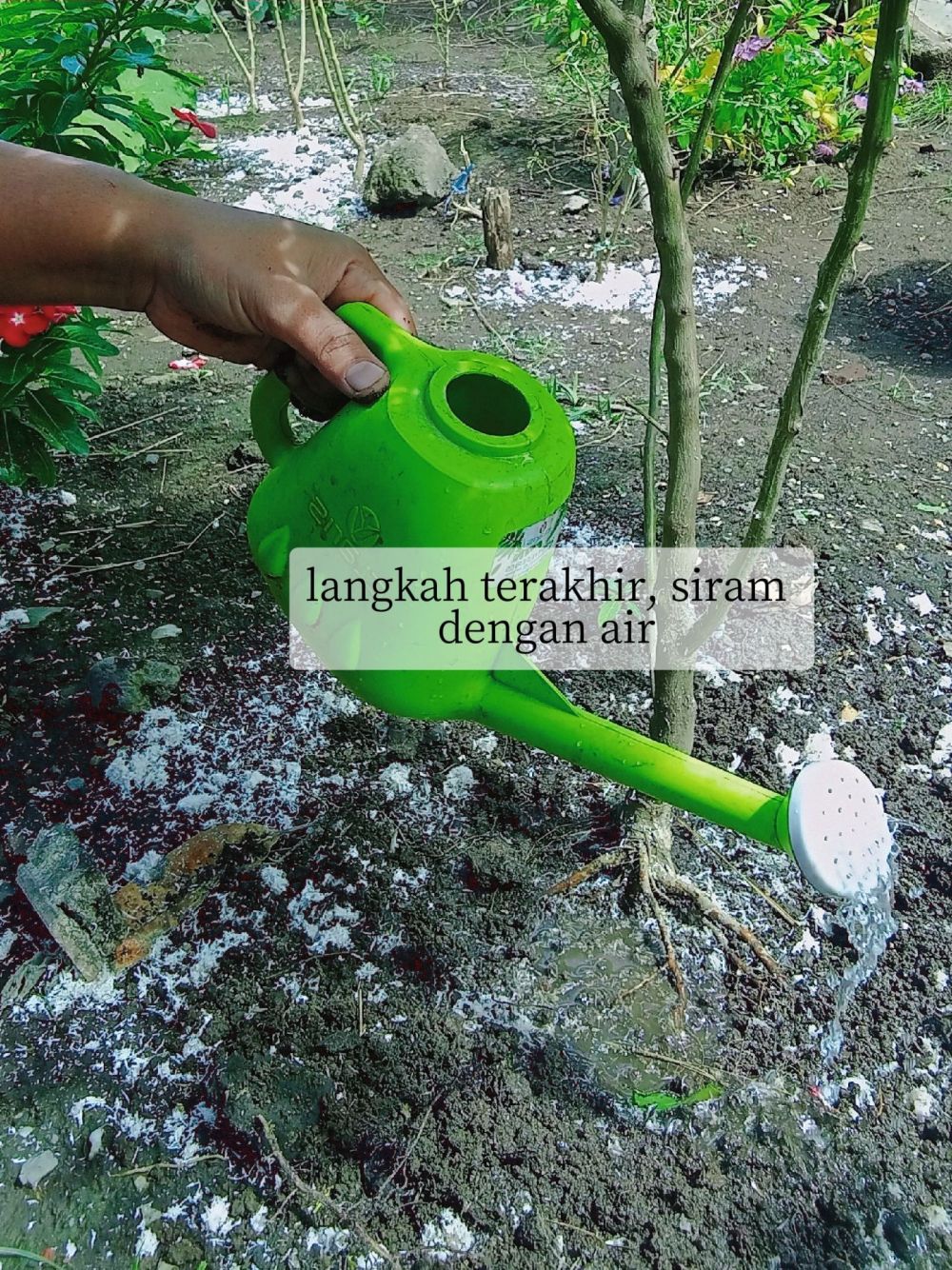 Trik supaya tanaman cabai cepat berbunga dan buahnya lebat, coba taburkan 2 ampas dapur ini