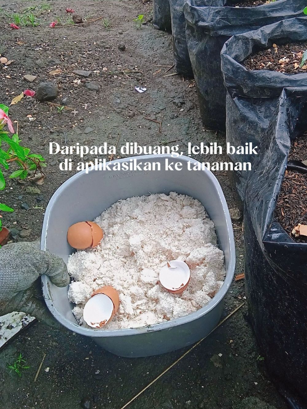 Trik supaya tanaman cabai cepat berbunga dan buahnya lebat, coba taburkan 2 ampas dapur ini