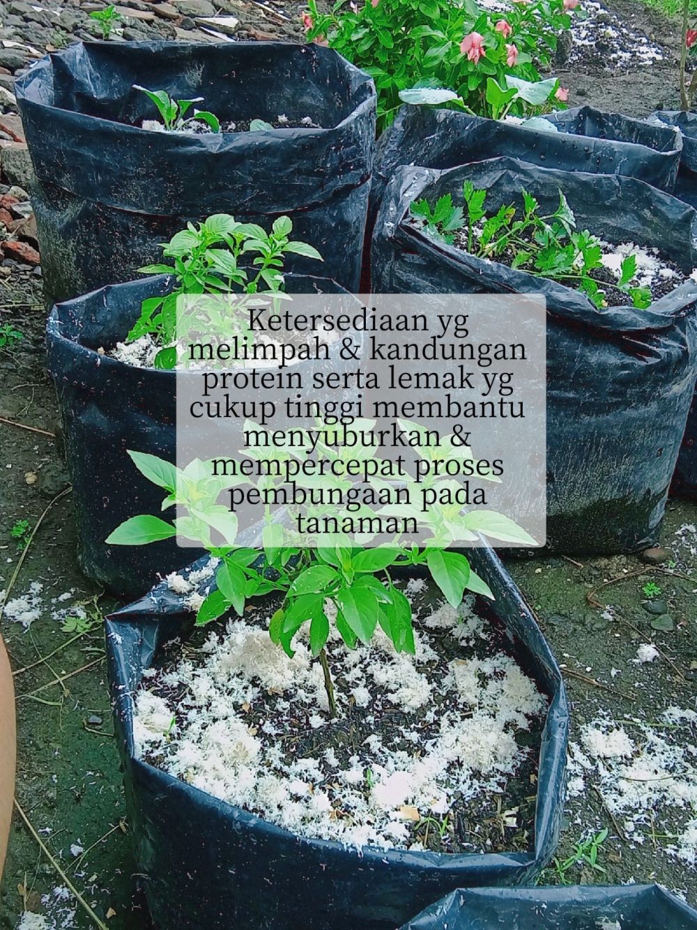 Trik supaya tanaman cabai cepat berbunga dan buahnya lebat, coba taburkan 2 ampas dapur ini