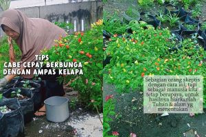 Trik supaya tanaman cabai cepat berbunga dan buahnya lebat, coba taburkan 2 ampas dapur ini