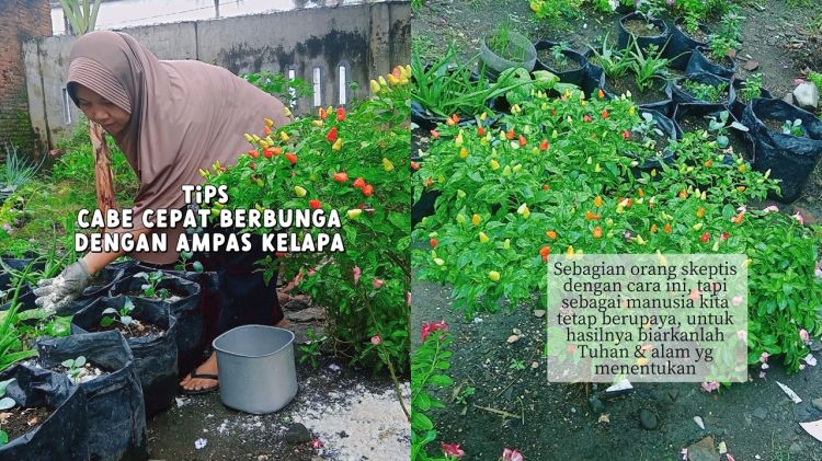Trik supaya tanaman cabai cepat berbunga dan buahnya lebat, coba taburkan 2 ampas dapur ini