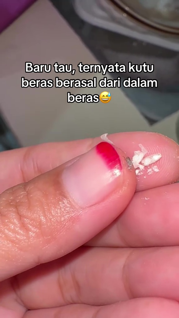 Wanita ini tunjukkan asal mula kutu yang ada di beras, endingnya bikin nggak nyangka